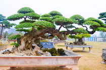 "Lão duối” trăm năm tuổi mang thế độc “long đàn phượng vũ“