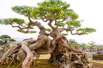 Siêu cây sanh 30 tỷ không bán của đại gia Phú Thọ