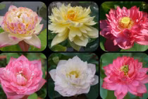 Chị em công sở mê mẩn những loại hoa sen “kịch độc“