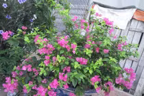 Con giáp này tài lộc cực vượng, trắng tay cũng thành đại gia