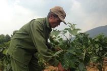 Hết thời, “nhân sâm của người nghèo” cũng thành… củi