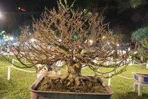 Chiêm ngưỡng gốc mai 3 tỉ đồng với bộ rễ “tay phù thủy”