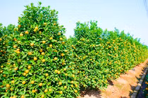 Chiêm ngưỡng thủ phủ quất cảnh trải thảm vàng đón Tết