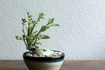 Mê tít bonsai khoai tây bé như ngón tay tuyệt đẹp