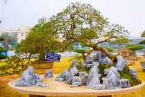 Kịch độc bonsai ổi tàu nghìn trái 500 triệu không bán
