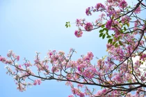 Sài Gòn có thêm mùa hoa kèn hồng