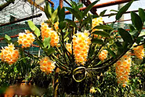 Vườn lan đẹp ngây ngất, “đốn tim” người xem giữa thành phố Đà Lạt