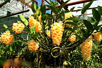 Vườn lan đẹp ngây ngất, “đốn tim” người xem giữa thành phố Đà Lạt