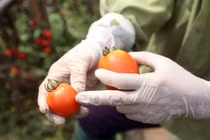 Nông dân Tứ Xã khóc vì cà chua: Hội Nông dân tỉnh đứng ngoài cuộc?