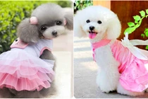 Soi "hàng hiệu" bạc triệu dành cho chó cảnh nhà đại gia Việt