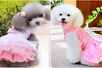 Soi "hàng hiệu" bạc triệu dành cho chó cảnh nhà đại gia Việt