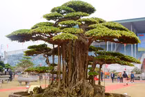 Mãn nhãn cây sanh 6 tay giá tiền tỷ của đại gia Hà Nội