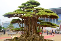 Mãn nhãn cây sanh 6 tay giá tiền tỷ của đại gia Hà Nội