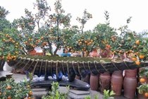 Tuyệt phẩm cổ vật đại dương xôn xao thị trường cây Tết Thủ đô