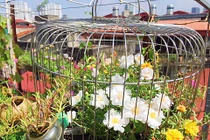 Mê mẩn lồng chim hoa mười giờ trên sân thượng “bung lụa” của mẹ 8X
