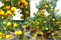 Ngắm cặp bưởi cảnh “Long thăng” siêu khủng giá gần trăm triệu