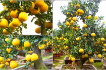 Ngắm cặp bưởi cảnh “Long thăng” siêu khủng giá gần trăm triệu