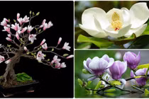 Chiêm ngưỡng bonsai hoa mộc lan làm say đắm lòng người 