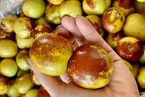 Táo tàu tươi giá 200.000 đồng/kg hút khách