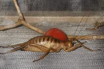 'Trố mắt' những côn trùng kì quái tồn tại trên trái đất