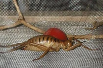 'Trố mắt' những côn trùng kì quái tồn tại trên trái đất