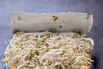 5 cách đơn giản làm giá đỗ sạch ngon, ăn không phải lo