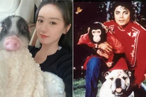 Viên Băng Nghiên nuôi lợn, thú cưng của loạt sao độc dị không kém!