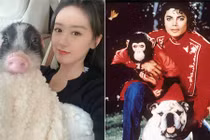 Viên Băng Nghiên nuôi lợn, thú cưng của loạt sao độc dị không kém!