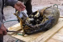 Đặc sản có mùi kinh dị bậc nhất thế giới của người Greenland