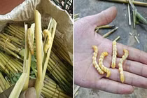 Đặc sản Tây Bắc nhiều người giật mình nhưng giàu dinh dưỡng