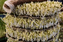 Cách đơn giản phân biệt giá đỗ ngâm hóa chất bằng mắt thường