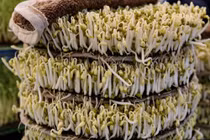 Cách đơn giản phân biệt giá đỗ ngâm hóa chất bằng mắt thường