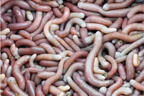 Sá sùng - “mì chính” của nhà giàu, bổ dưỡng dù hình dạng kỳ dị 