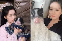 Viên Băng Nghiên nuôi lợn làm thú cưng, nghiện tới mức gây sốc