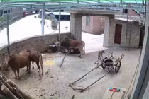 Đang cho bò ăn, người đàn ông bị húc và giẫm tử vong