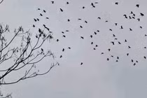 Hàng ngàn con chim lạ phá ruộng lúa của người dân ở Hà Tĩnh