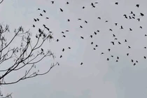 Hàng ngàn con chim lạ phá ruộng lúa của người dân ở Hà Tĩnh