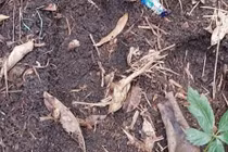 Hiện trường vụ mất trộm hàng trăm gốc sâm Ngọc Linh 