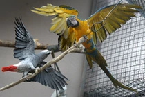 Cháy nhà, vẹt ở Mỹ biết gọi người đến cứu