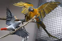 Cháy nhà, vẹt ở Mỹ biết gọi người đến cứu