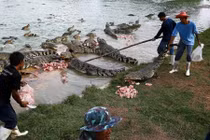 Đột nhập trang trại nuôi cá sấu ở Thái Lan