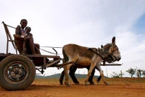 Châu Phi “khủng hoảng lừa” vì người Trung Quốc “khoái khẩu”