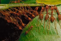 Lật tẩy loài động vật gây hiệu ứng nhà kính không kém con người