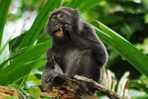 Khám phá loài khỉ chuyên nhặt lông chim để xỉa răng