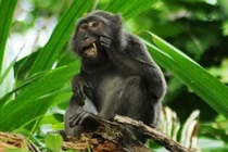 Khám phá loài khỉ chuyên nhặt lông chim để xỉa răng