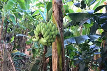 Kỳ lạ cây chuối trổ buồng giữa thân ở Đồng Tháp