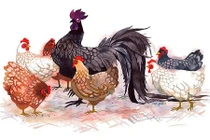 3 con giáp cẩn trọng vận hạn, tài lộc tiêu tán cuối năm 2018