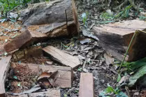 Sử dụng gỗ đốn hạ cây xanh đô thị làm bàn ghế trong công viên