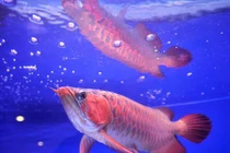 Phát sốt với loài cá cảnh có giá đắt nhất thế giới