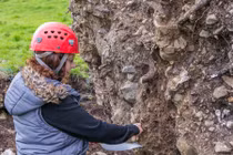 Phát hiện hài cốt thời Trung Cổ dưới rễ cây 215 tuổi